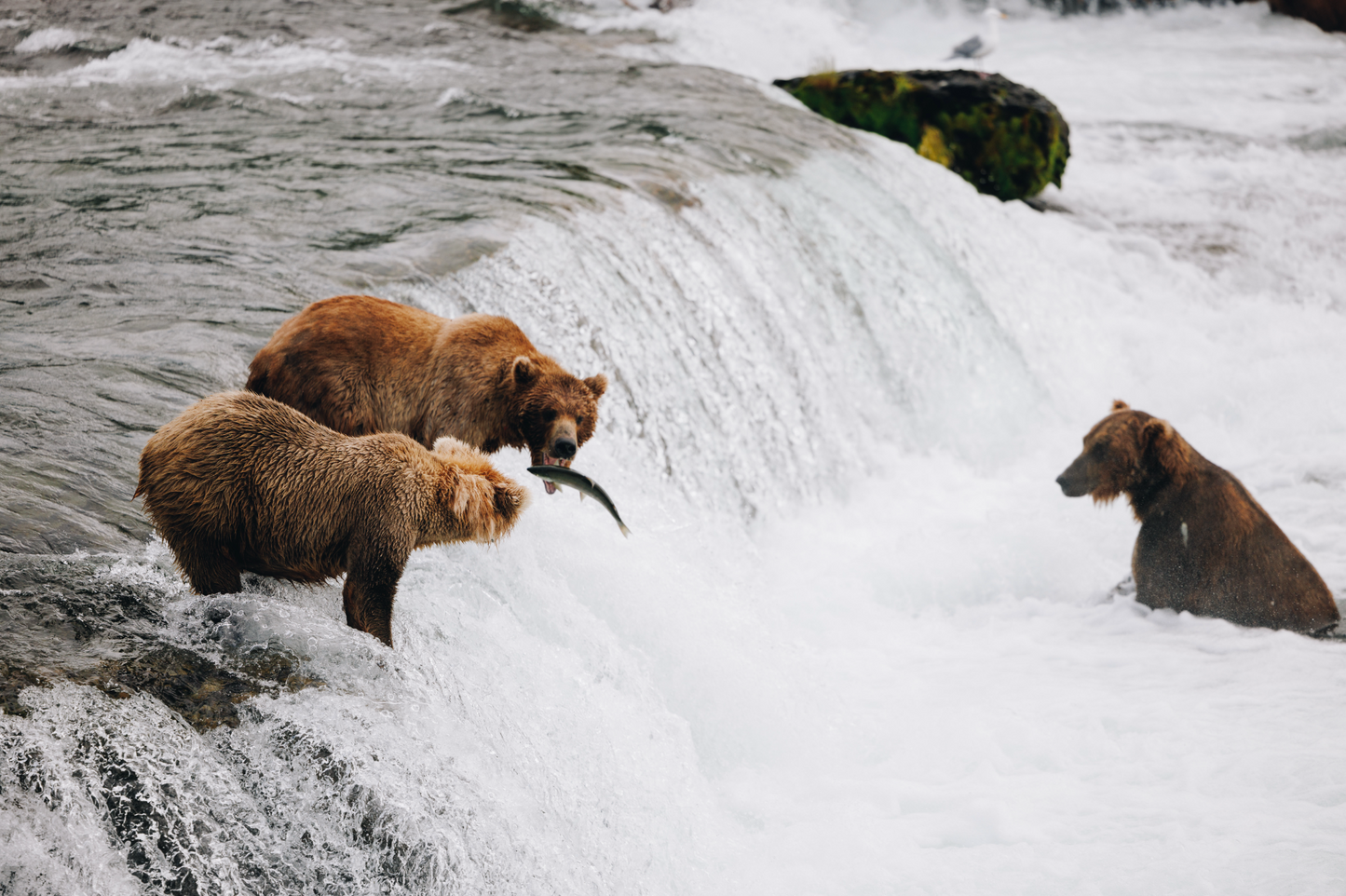 Katmai Bears