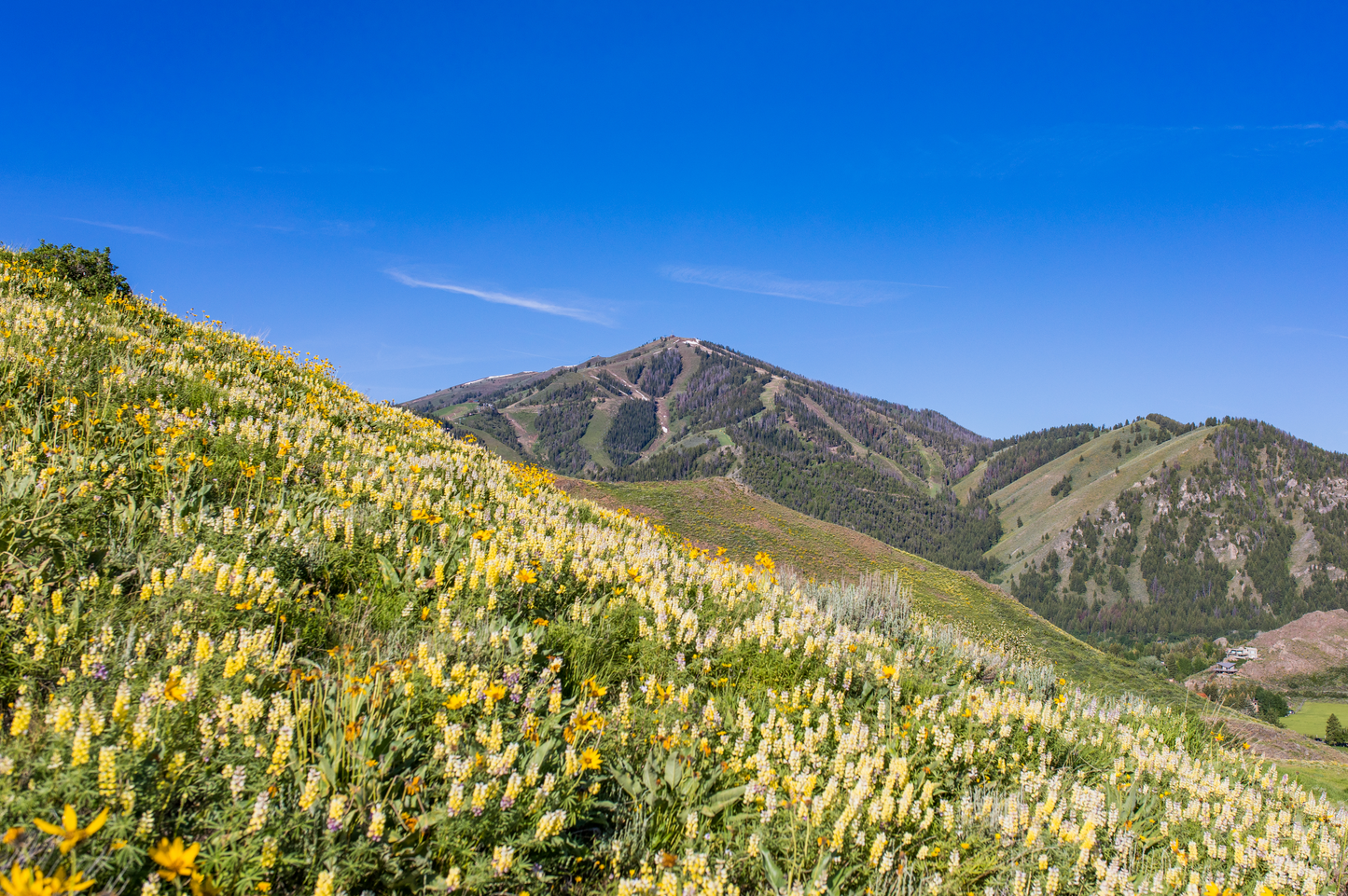 Baldy Lupines