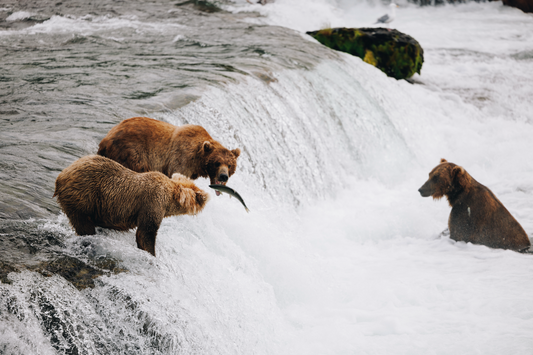 Katmai Bears